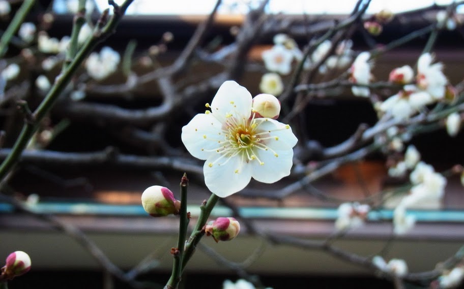 つぼみが花びらを押しのけてる力強さ