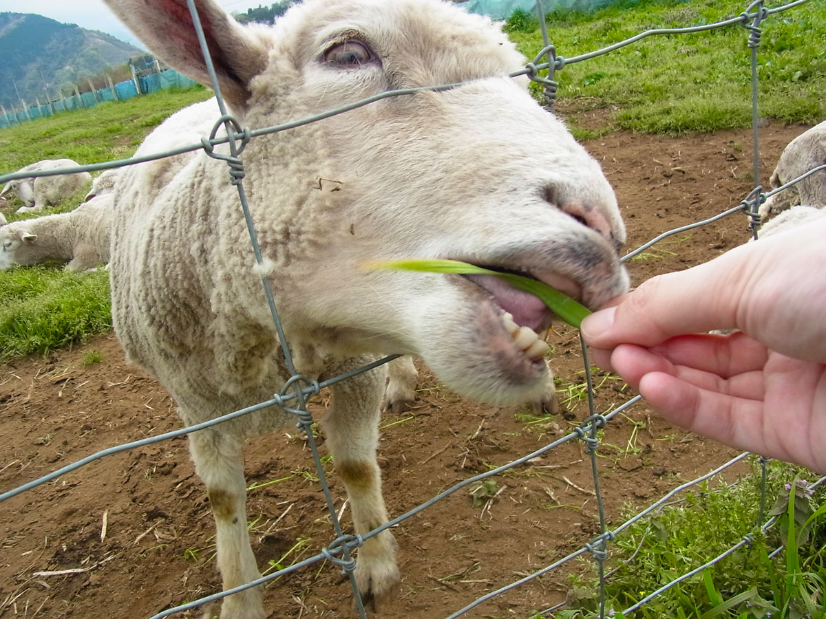 草を食べる羊(刈られたて)